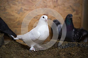 White and black domestic pigeons