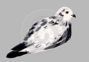White and black dove isolated. Pigeon bird. Hand drawn watercolor illustration