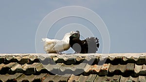 White and black doves are cooing on roof of house. Doves - symbol of peace