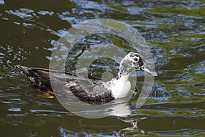 White with black duck swims in the pond, side view, with reflection