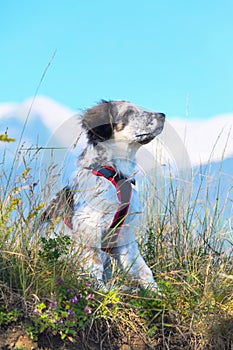 White and black fuzzy dog in grass and high mountains at background, freedom travel concept