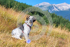 White and black fuzzy dog in grass and high mountains at background, freedom travel concept