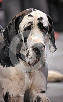 White with black German mastiff