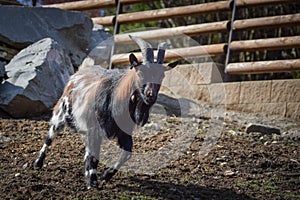 A white and black goat at the farm.