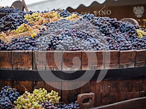 White and black grapes harvested in a typical wooden vat