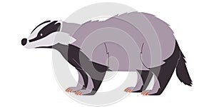 white black and gray color badger wild nature omnivore animal cute funny and furry creature