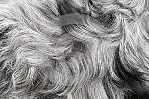 White and black, grey dog`s dense fur high quality macro, gray haired dog`s coat or simply a fluffy rug background texture