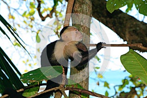 White and black headed capuchin monkey looking to the right