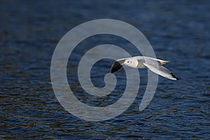 White black-headed gull Chroicocephalus ridibundus flying over the blue water of the river