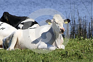 White and black Holstein Frysian cow on a meadow