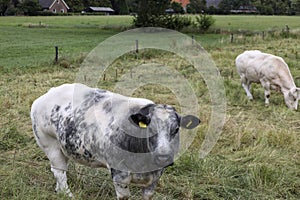 White and black Holstein Frysian cow on a meadow