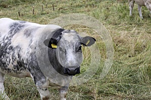 White and black Holstein Frysian cow on a meadow