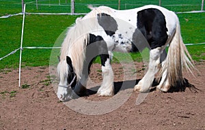 White-black horse.