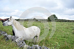 White and black horse