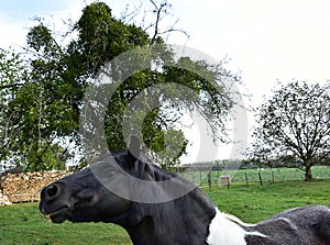 White and black horse coming to me. Close. Portrait.