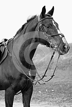 White and black horse portrait