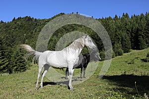 A white and black horse sit on a mountain pasture.