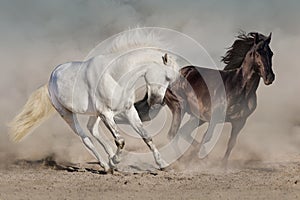 White and black horses