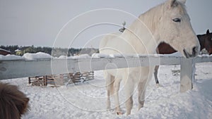 White and black horses and a small pony walking on a ranch outdoors in the winter. Concept of horse breeding.
