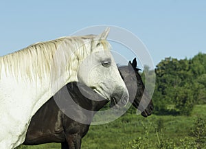 White and black horses standing in a green field