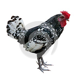 White and black isolated rooster