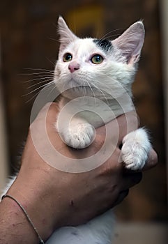 White and black kitten in the arms of a volunteer
