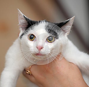 White with black kitten in hands