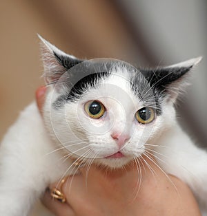 White with black kitten in hands