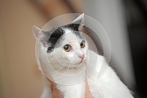 White with black kitten in hands
