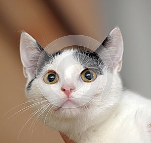 White with black kitten in hands