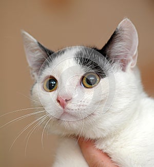 White with black kitten in hands