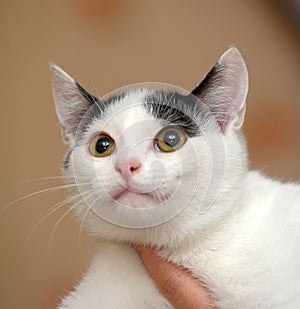 White with black kitten in hands