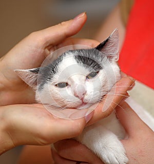 White with black kitten in hands