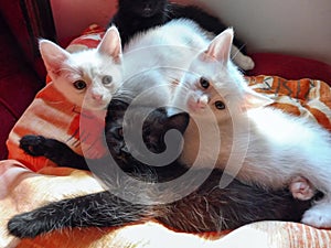 White and black kittens