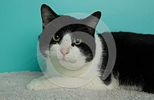 white and black kitty cat lying down close up portrait