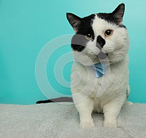 white and black kitty cat wearing a blue bow tie sitting down portrait
