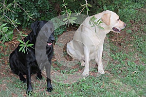 White and Black Labrador Canine pets in Garden