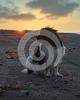 White and black Landseer Newfoundland dog sitting on beach at sunset