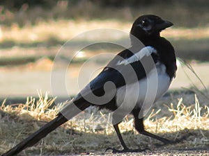 white and black magpie wild distrustful elusive bird photo