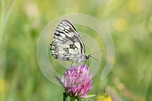 A white-and-black marbled white Melanargia sits on a purple wild clover blossom in front of a brightly shining meadow in the sun