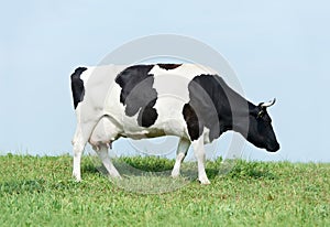 White black milch cow on green grass pasture photo