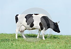 White black milch cow on green grass pasture