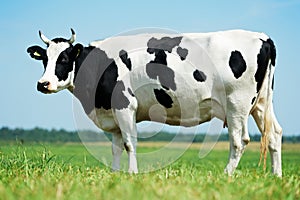 White black milch cow on green grass pasture
