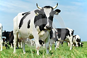 White black milch cow on green grass pasture