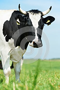 White black milch cow on green grass pasture