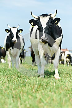 White black milch cow on green grass pasture photo