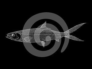 White on black Milkfish vector illustration