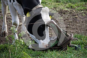 White black pied cow drinks water in a meadow