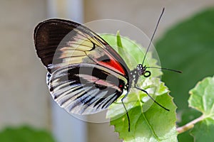 White, black, pink, red longwing butterfly on green leaves