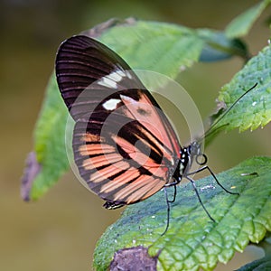 White, black, pink, red piano key longwing butterfly on a green leaf